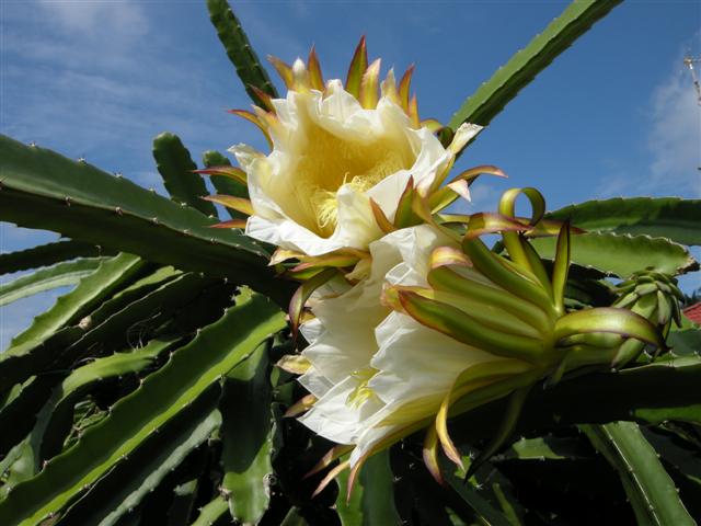 Dragon fruit baby par Luminita Nitoi