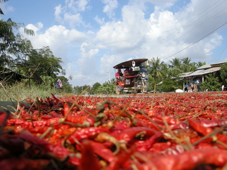 paprika in the sun