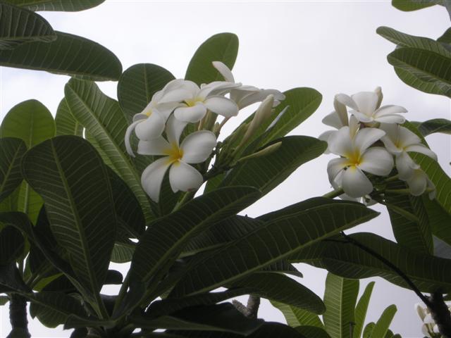 DSCN8518