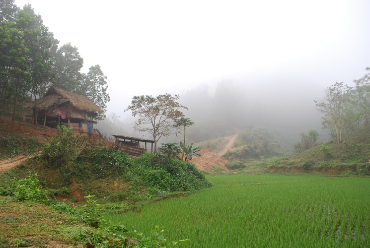 our ricefield