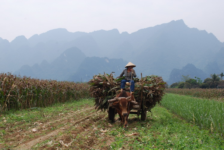 the corn harvest