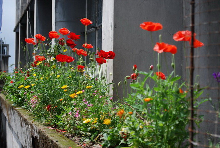 Dargeling poppies