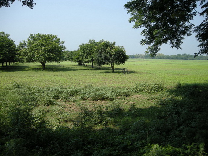 mango orchard